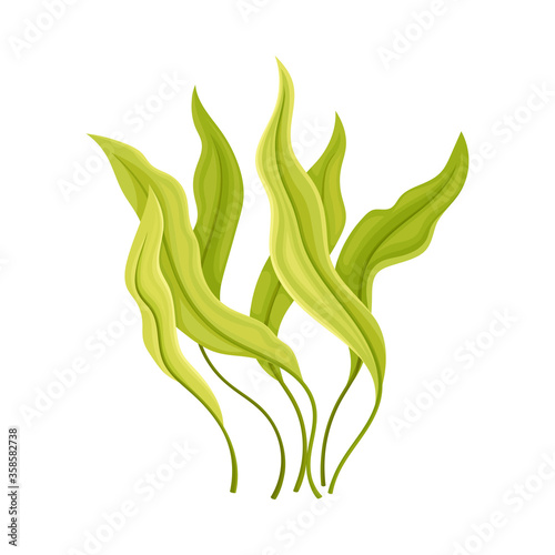 Marine Colorful Algae with Pointed Leaves Vector Illustration