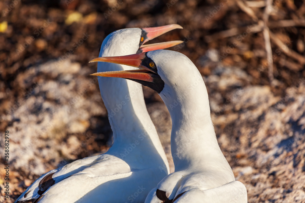 Fotografie Nazca booby in its habitat