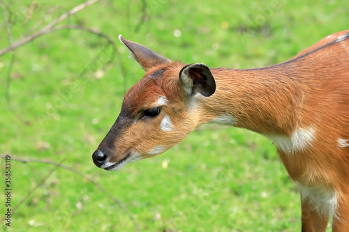 Photos WROCLAW, POLAND - JUNE 09, 2020: The sitatunga or marshbuck is a swamp-dwelling antelope