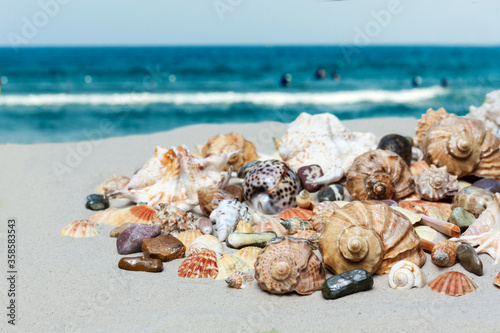 Seashells, sea stars, coral and stones on the sand, summer beach sea background travel concept.