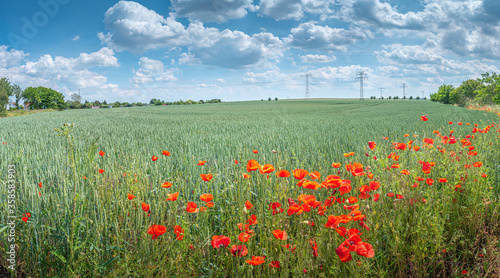 Panoramic view over beautiful green farm landscape with red poppies flowers in Germany with clouds in sky  and high voltage power lines