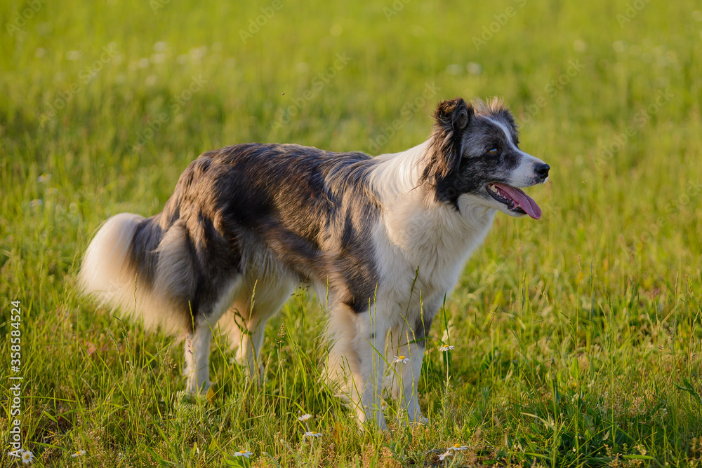 Border Collie dog of a marble color stands on a field in the sun