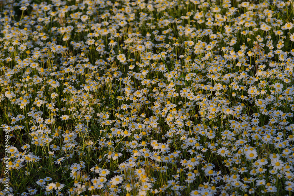 Lots of little daisies in the sunset sun, texture
