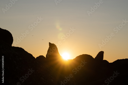 Silhuette of sea lions at coastline in Oamaru waterbreaker, New Zealand.