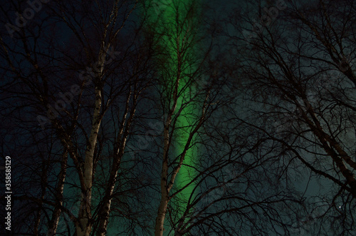 aurora borealis behind birch tree