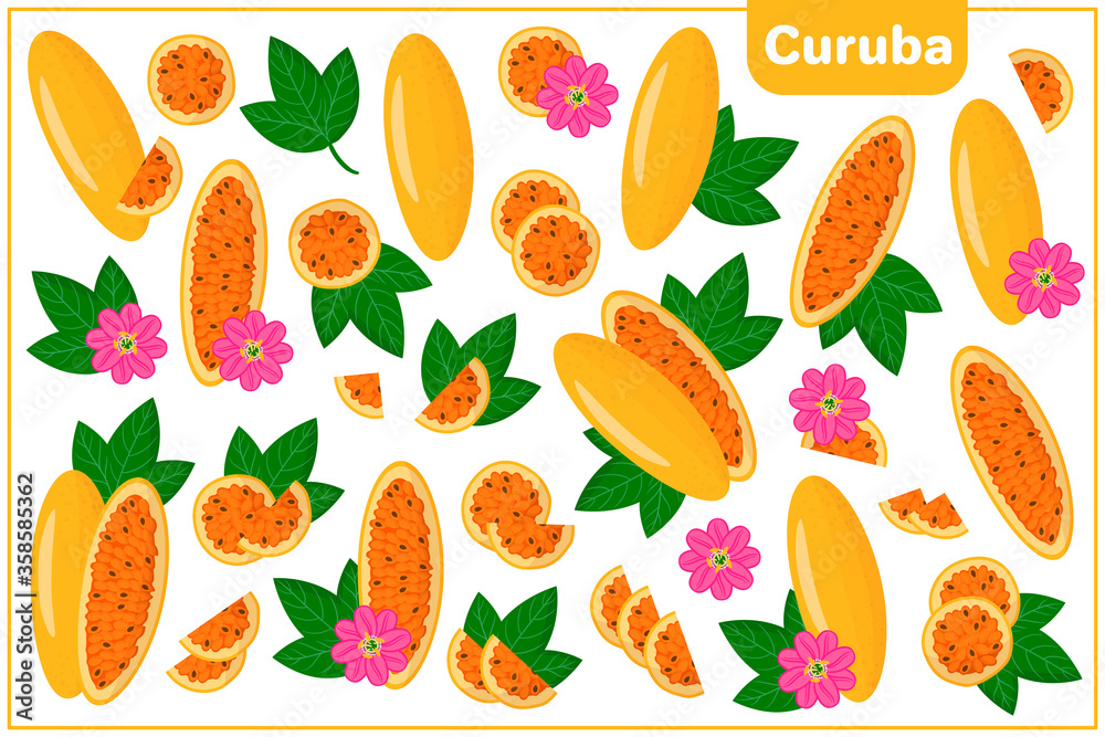 Set of vector cartoon illustrations with Curuba exotic fruits, flowers and leaves isolated on white background Set of vector cartoon illustrations with Curuba exotic fruits, flowers and leaves isolated on white background