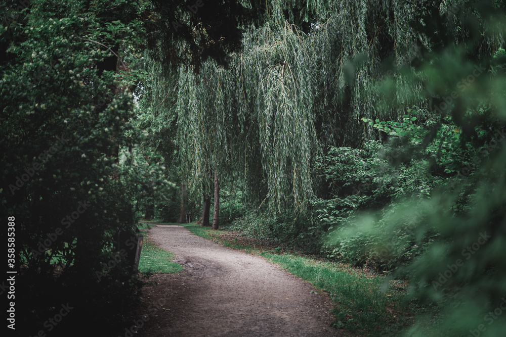 Fototapeta premium Empty park path surrounded by green trees and plants