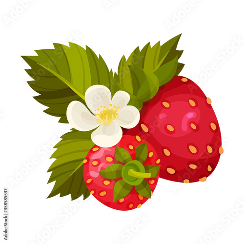 Ripe Strawberry Fruit with Green Leaves and Blossoming Flower Vector Illustration