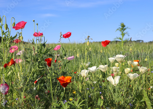 Fototapeta Naklejka Na Ścianę i Meble -  Beautiful wild flowers on the roadside. A sunny morning in Denmark
