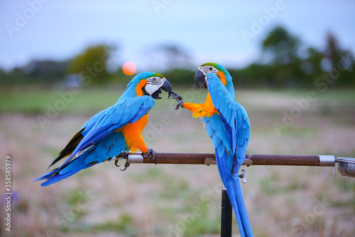 blue and yellow macaw