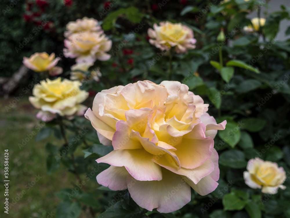 Gloria Dei, a beautiful roseflower Gloria Dei, a beautiful roseflower