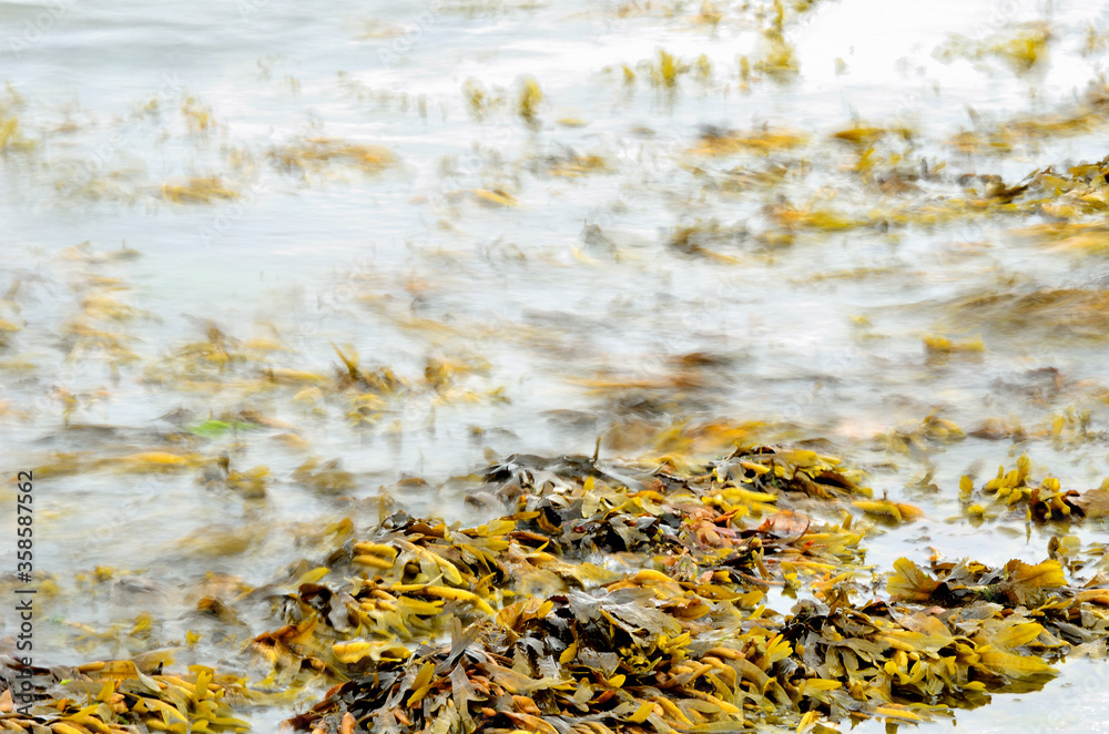 brown seaweed floating near sandy seashore
