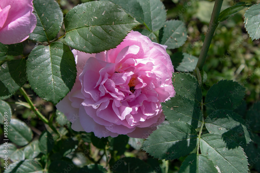 Rose flowers are a good decoration for private home ownership. Rose flowers are a good decoration for private home ownership.