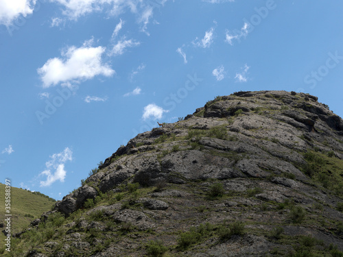 Wild animals in the Andes Mountains in summer photo