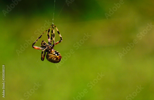 The spider climbing by the web.