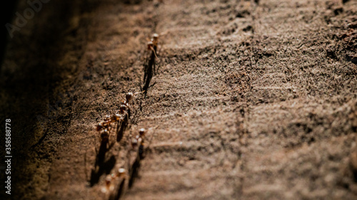 Photograph of a group of ants walking on the bark of a tree illuminated by sunlight