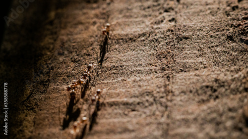 Photograph of a group of ants walking on the bark of a tree illuminated by sunlight © Jesus