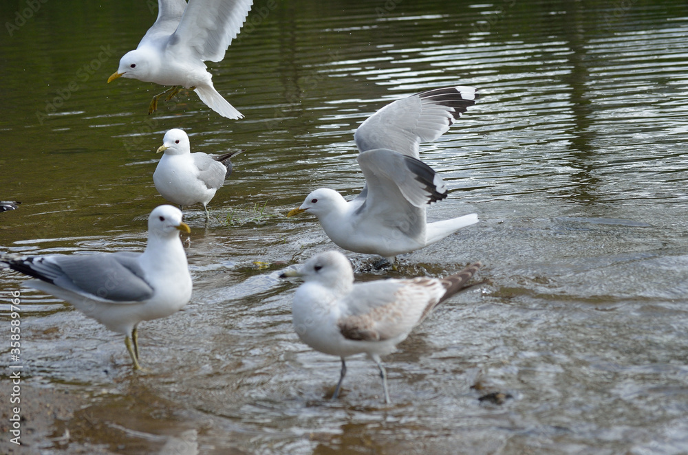 seagull flock in summer pond close up seagull flock in summer pond close up