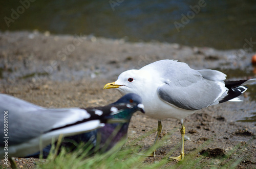 vigilant seagull in summer