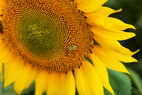close up sunflower and working bee nature background