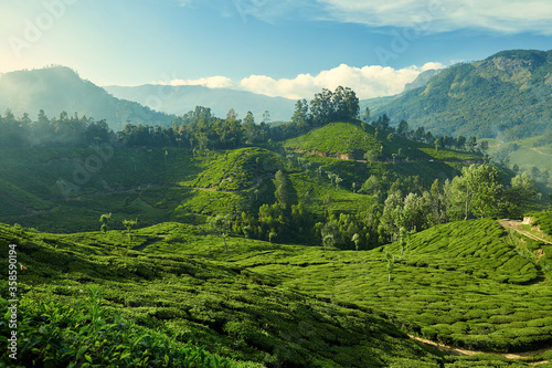 Tea plantation in Munnar, Kerala, India © Yevgen