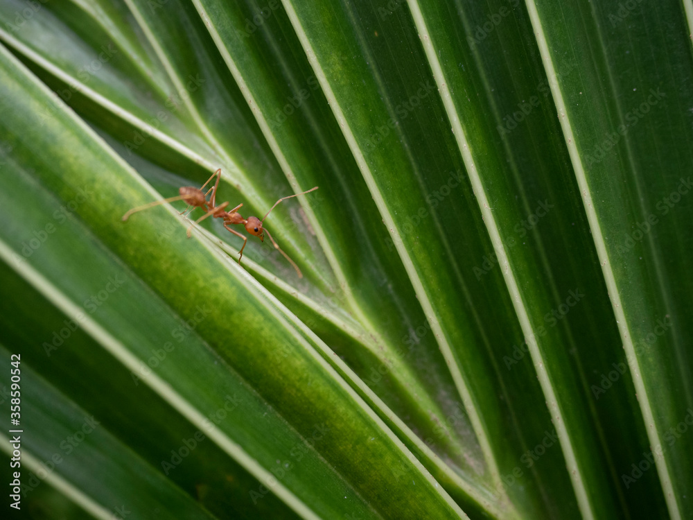 Fototapeta premium Closeup red ant on a green leaf. 