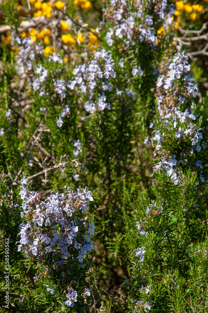 Obraz premium Beautiful Mediterranean purple wild flowers of the aromatic Rosemary (Salvia rosmarinus)