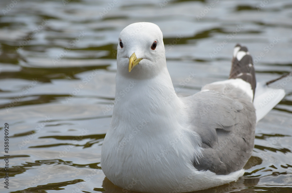 seagull relaxing in summer pond