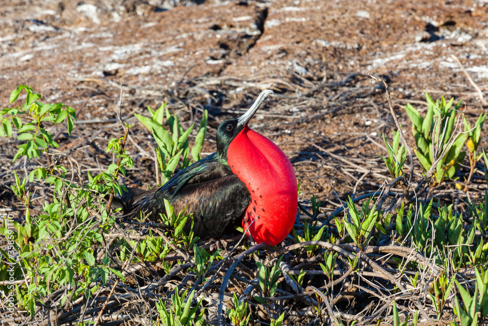 Male frigate perched on the tree branches