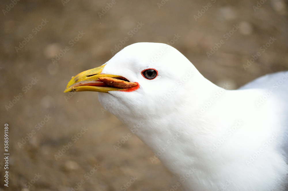 white seagull eating food close up white seagull eating food close up