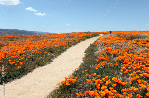 Wild orange poppy flowers along hiking trail in Southern California. photo