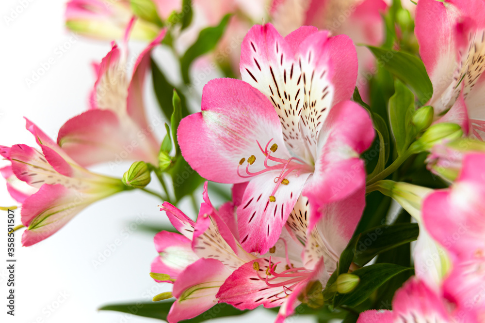 Fototapeta premium Alstroemeria flowers