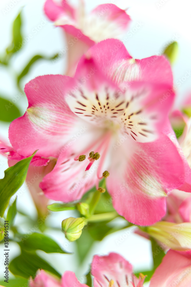 Alstroemeria flowers