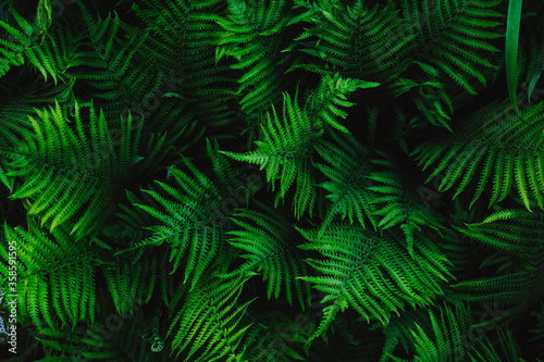 green fern leaves