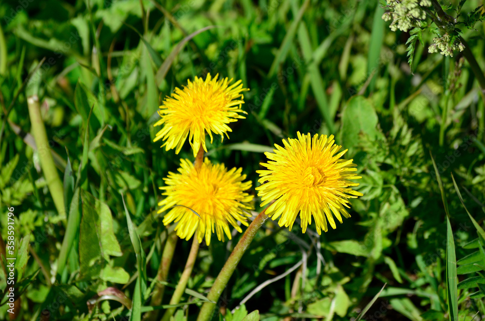 yellow wildflower in lush green summer nature yellow wildflower in lush green summer nature
