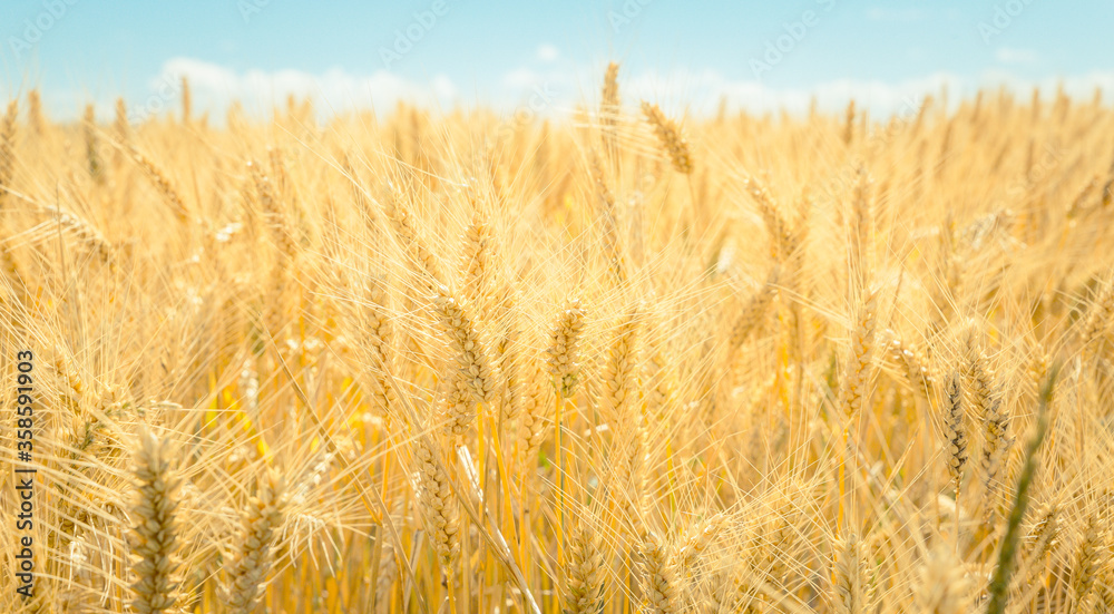 Fototapeta premium illustration champs de blé 