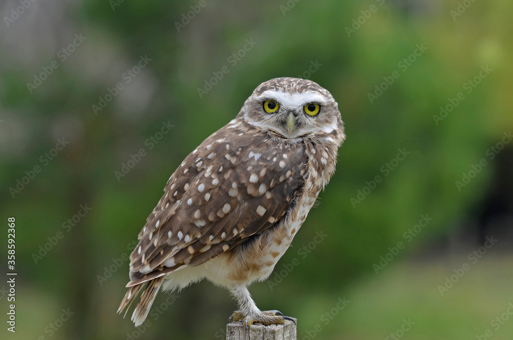 Obraz premium Close up owl portrait in nature