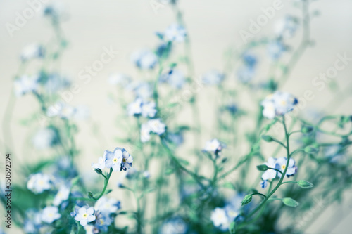 Forget-me-not flowers background