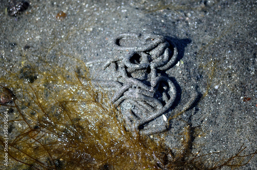 lugworm pile on sandy beach in summer macro