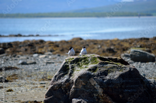 arctic tern birds on big boulder in summer
