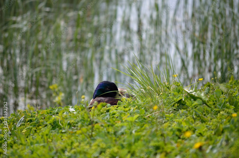 male mallar ducks sleeping on green grass male mallar ducks sleeping on green grass
