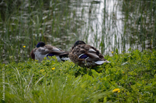 male mallar ducks sleeping on green grass