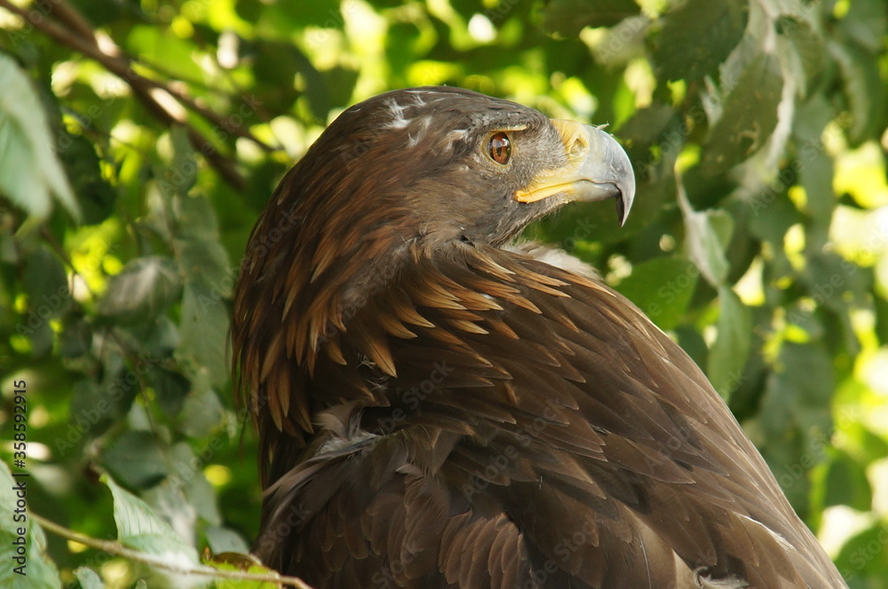 Obraz premium beautiful golden eagle resting on a log in the shade of a trees among the summer green foliage