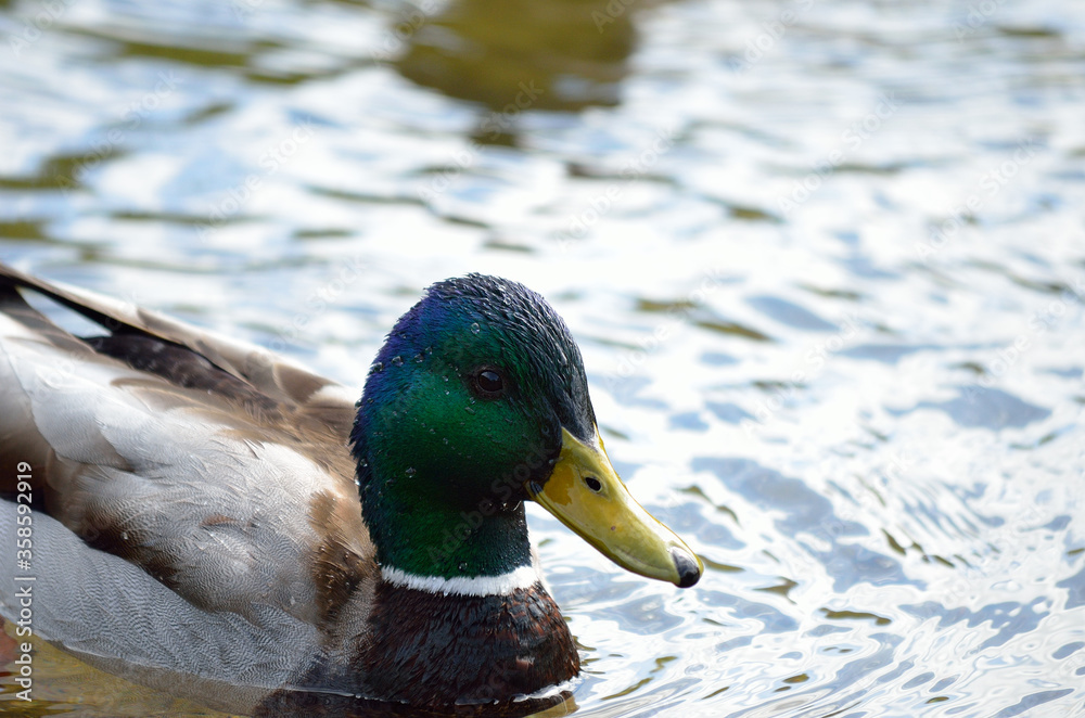 beautiful male mallard duck swimming in pond close up beautiful male mallard duck swimming in pond close up