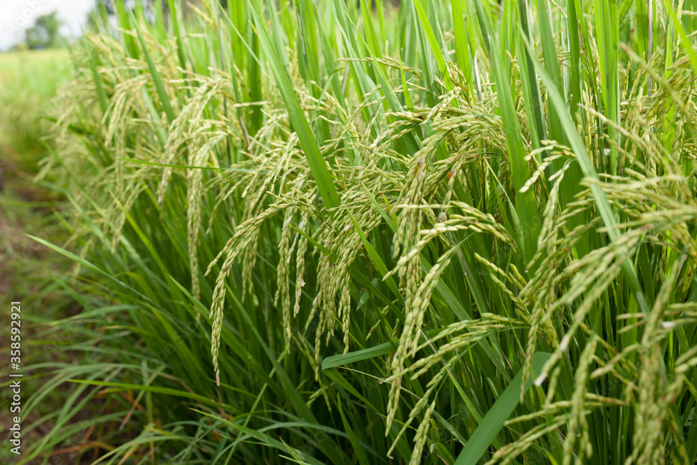 Rice ears in green meadow wating for harvest at asia organic farm. Rice ears in green meadow wating for harvest at asia organic farm.