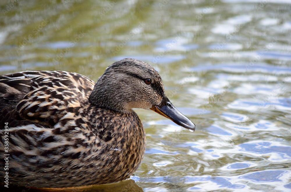 female mallard duck in summer pond close up female mallard duck in summer pond close up