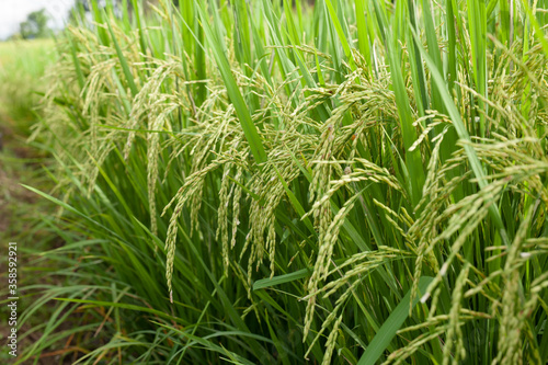 Rice ears in green meadow wating for harvest at asia organic farm.