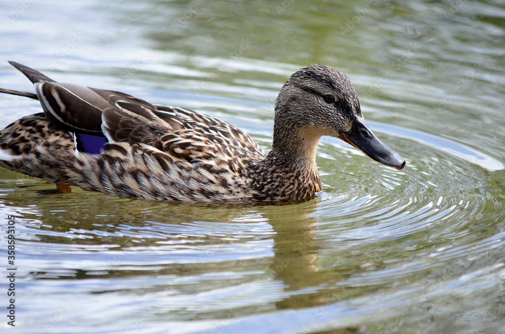 female mallard duck in summer pond close up female mallard duck in summer pond close up