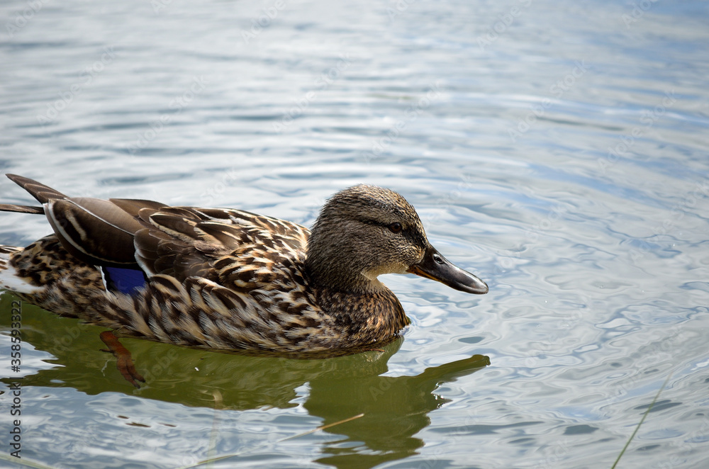 female mallard duck in summer pond close up