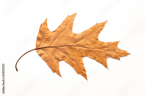 big dried autumn brown leaf on a white background, Hello, autumn